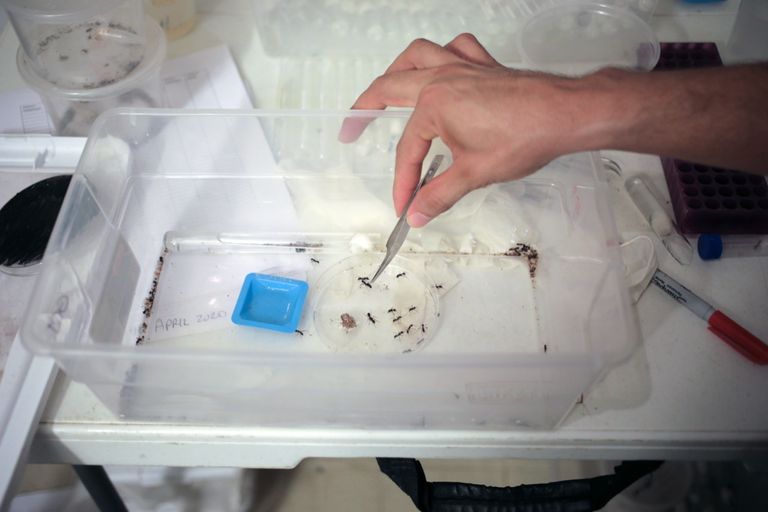 النمل يتيح لعالم مواصلة أبحاثه