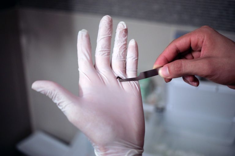 النمل يتيح لعالم مواصلة أبحاثه