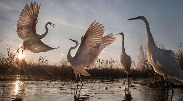 التنوع البيولوجي في الإمارات