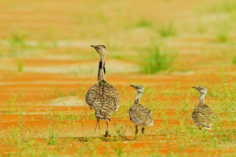 التنوع البيولوجي في الإمارات