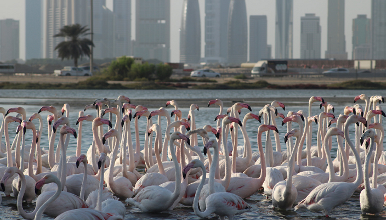 التنوع البيولوجي في الإمارات