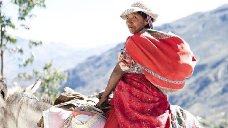 سكان بيرو المحليين شجرة الكينا.. الشعار الوطني لبيرو والإكوادور