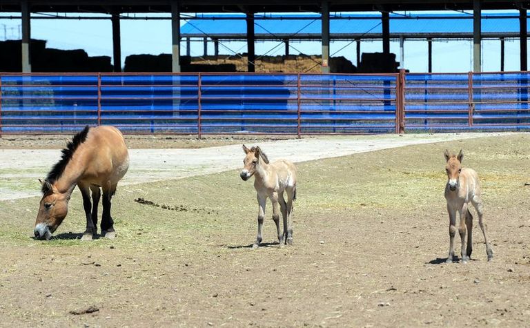 فصيلة برزيوالسكي المهددة بالانقراض