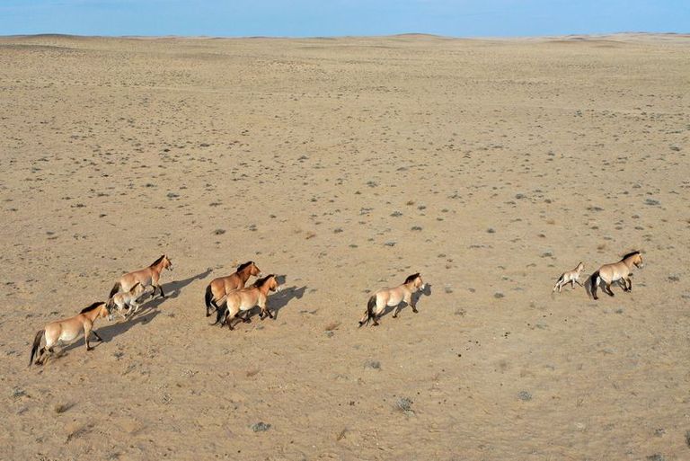 فصيلة برزيوالسكي المهددة بالانقراض