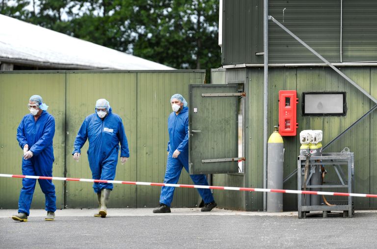 هولندا تعدم مئات الآلاف من حيوانات المينك