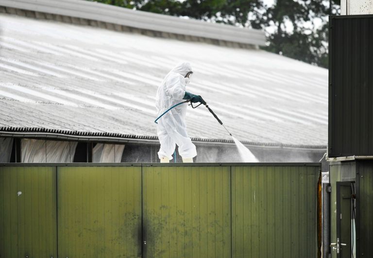 هولندا تعدم مئات الآلاف من حيوانات المينك