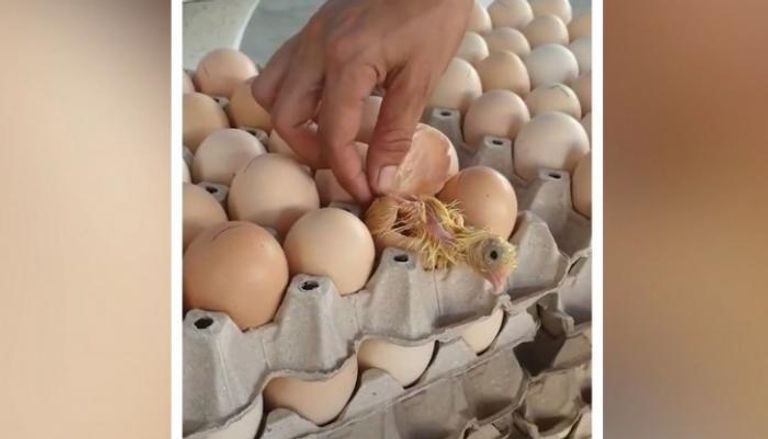 مالكة المتجر أثناء إخراجها الفرخ من البيضة
