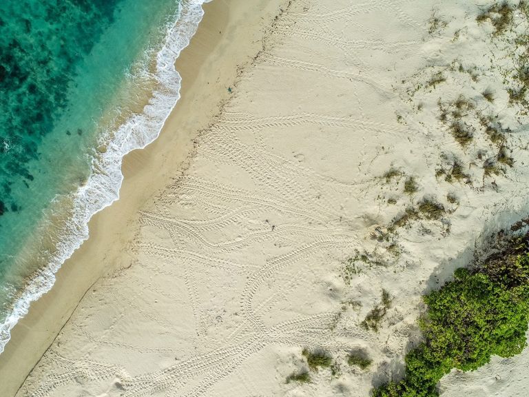 طائرات بدون طيار تتعقب السلاحف البحرية في أستراليا