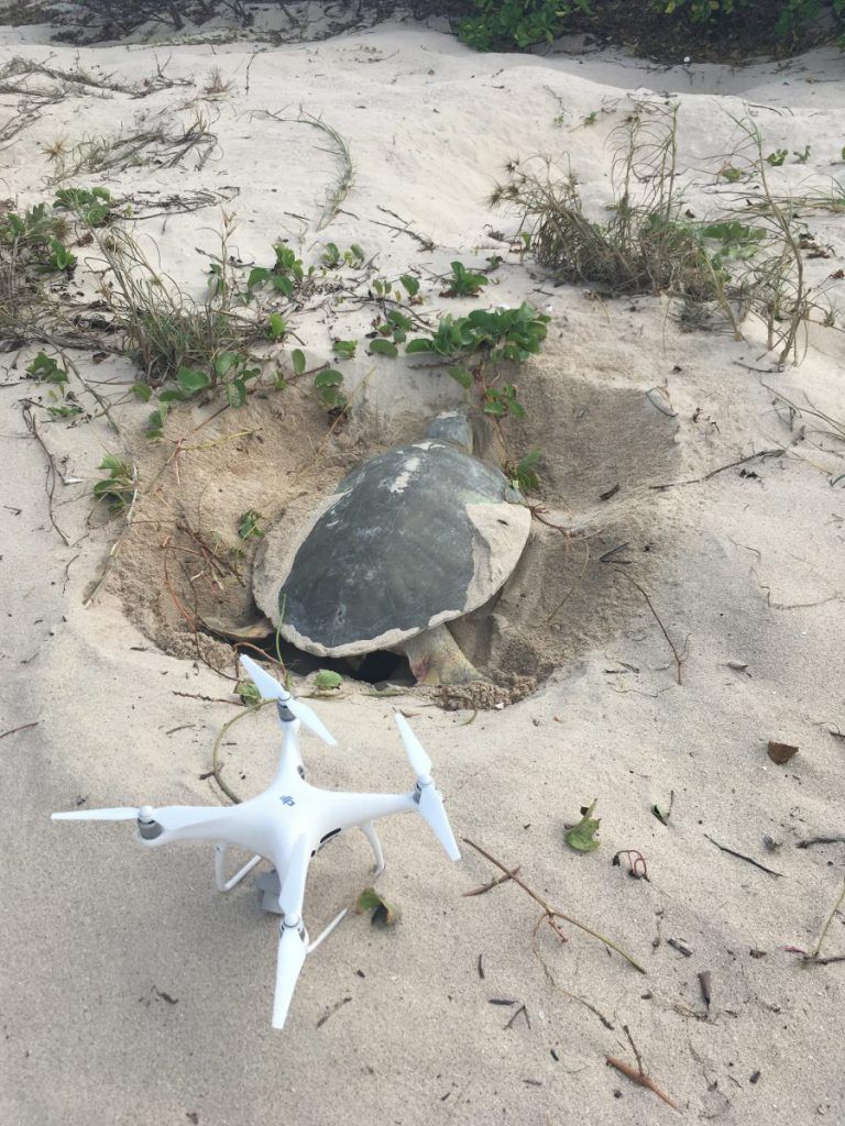 طائرات بدون طيار تتعقب السلاحف البحرية في أستراليا