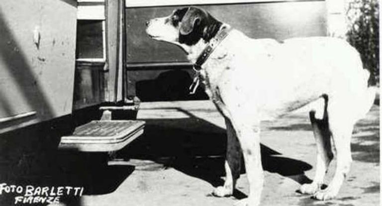 تمثال الكلب فيدو الإيطالي