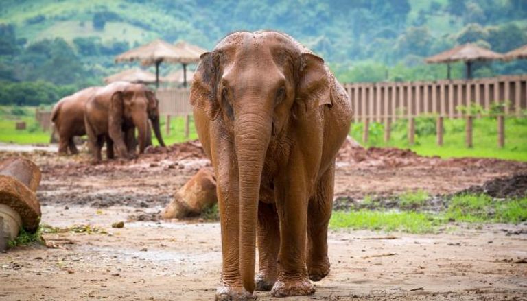 فيلة تايلاند