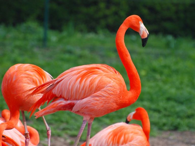 سجل حضورك بصورة طائر - صفحة 4 127-144320-flamingo-pink-most-aggressive-3