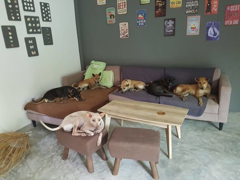 مانتاس أثناء إطعام كلابه