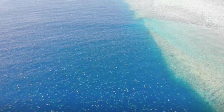 سلاحف البحر الخضراء مهددة بالانقراض