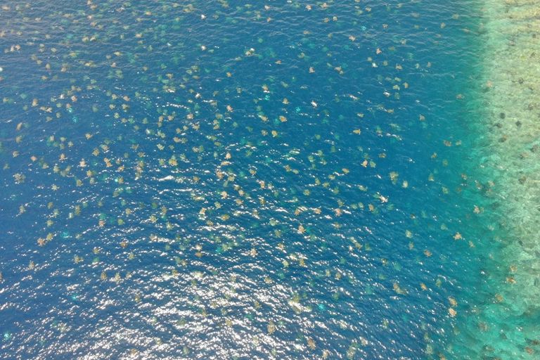 سلاحف البحر الخضراء مهددة بالانقراض