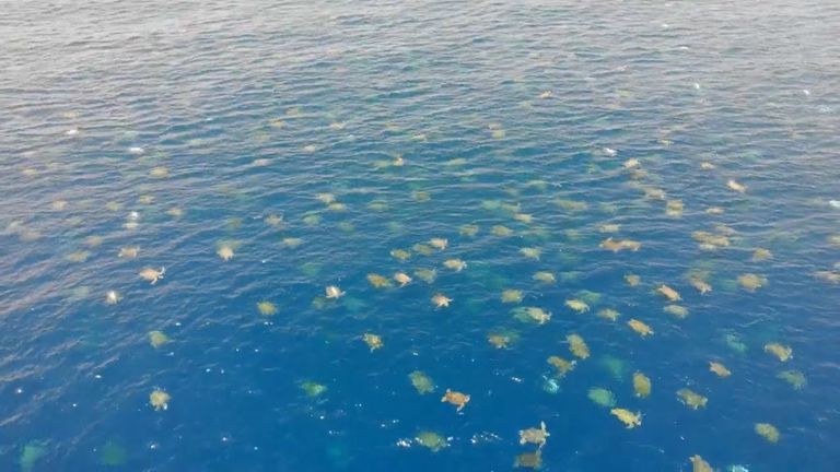 سلاحف البحر الخضراء مهددة بالانقراض