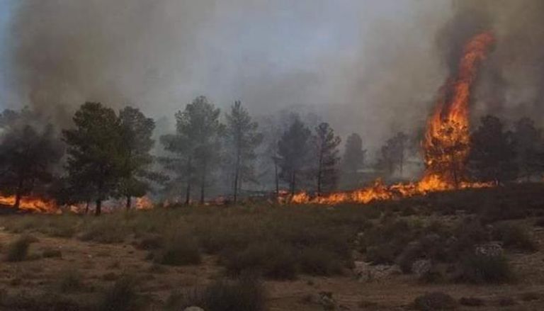 مليشيات تركيا تحرق الأشجار في ترهونة