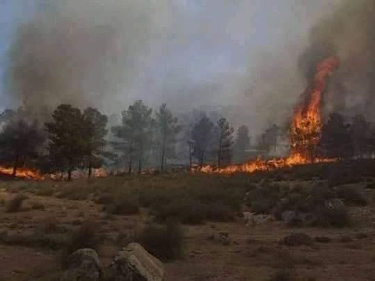 مليشيات تركيا تحرق الأشجار في ترهونة