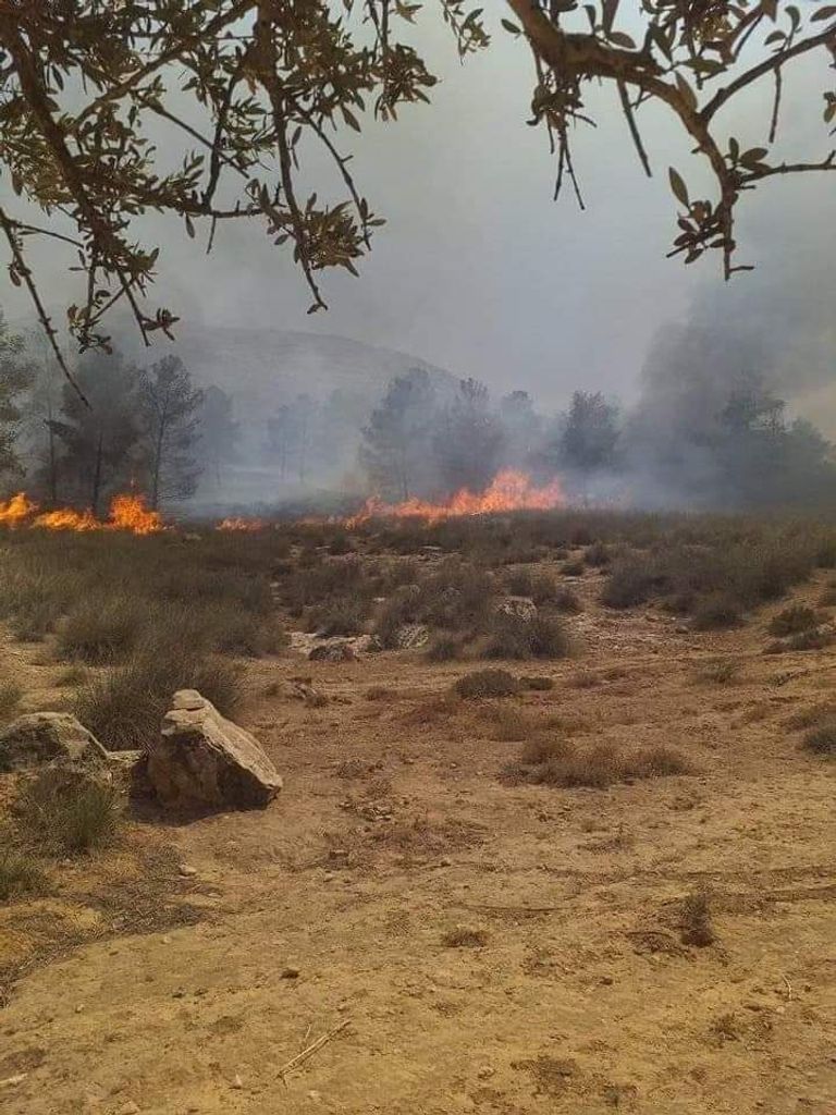 مليشيات تركيا تحرق الأشجار في ترهونة