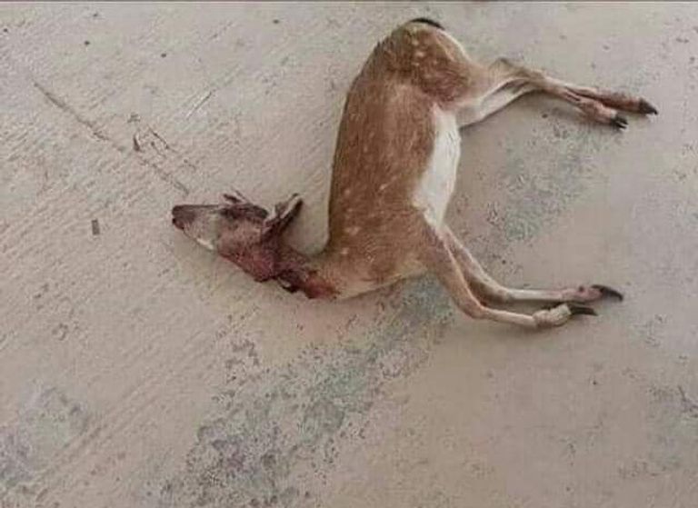 مليشيات تركيا تحرق الأشجار في ترهونة