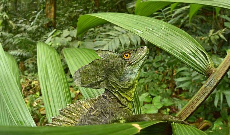 لا موسكيتيا.. حاضنة الحيوانات المنقرضة في هندوراس