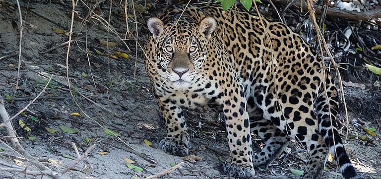 لا موسكيتيا.. حاضنة الحيوانات المنقرضة في هندوراس