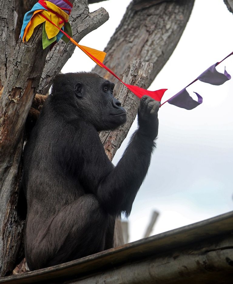 غوريلا على إحدى أشجار الحديقة - رويترز