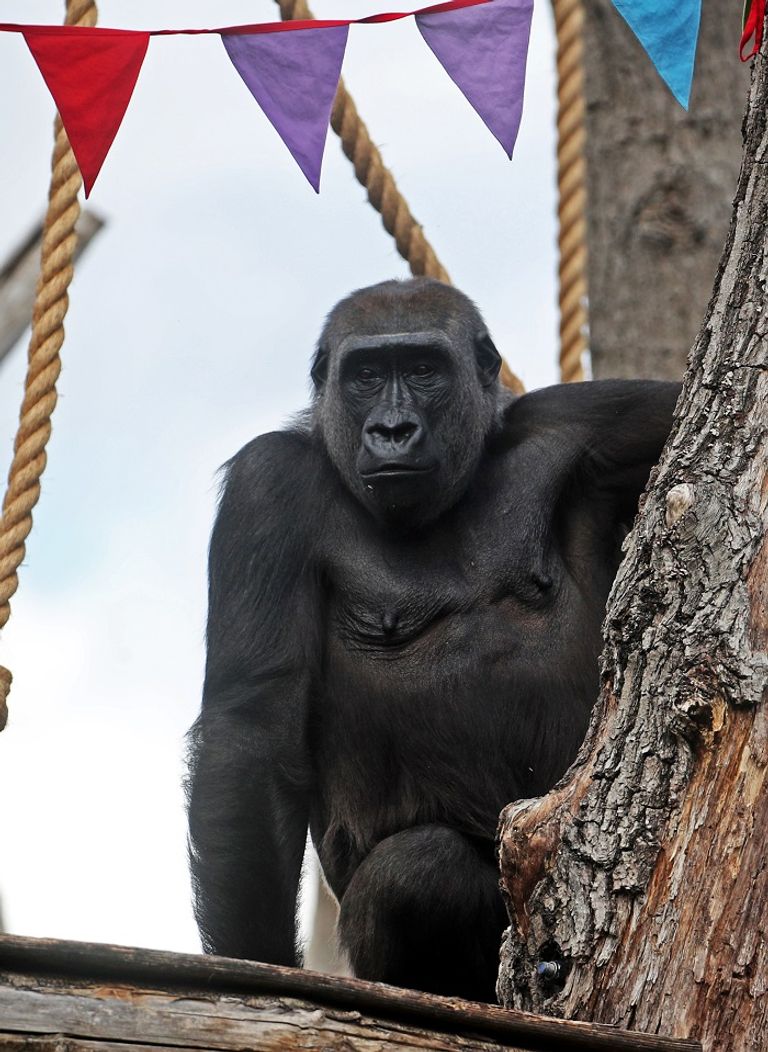 غوريلا على إحدى أشجار الحديقة - رويترز