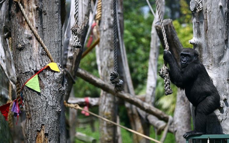غوريلا على إحدى أشجار الحديقة - رويترز