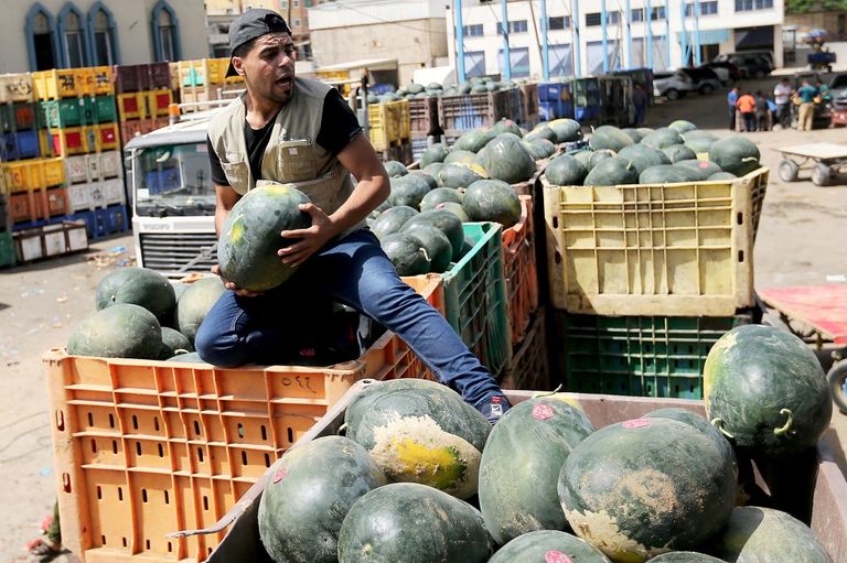 مزارع يحمل ثلاث ثمرات من البطيخ