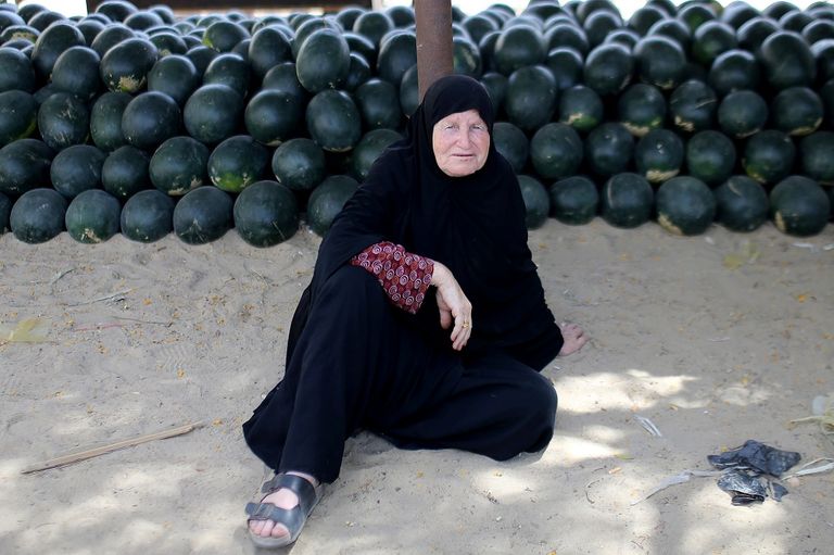 مزارع يحمل ثلاث ثمرات من البطيخ