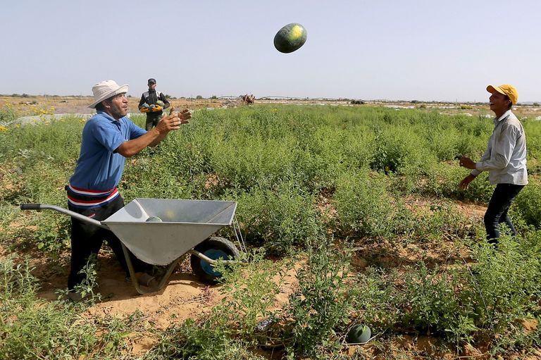 مزارع يحمل ثلاث ثمرات من البطيخ