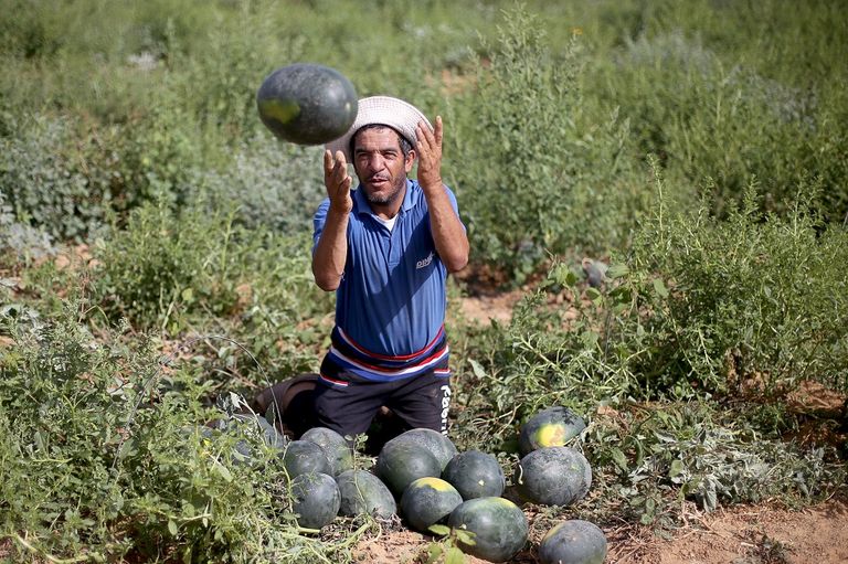 مزارع يحمل ثلاث ثمرات من البطيخ