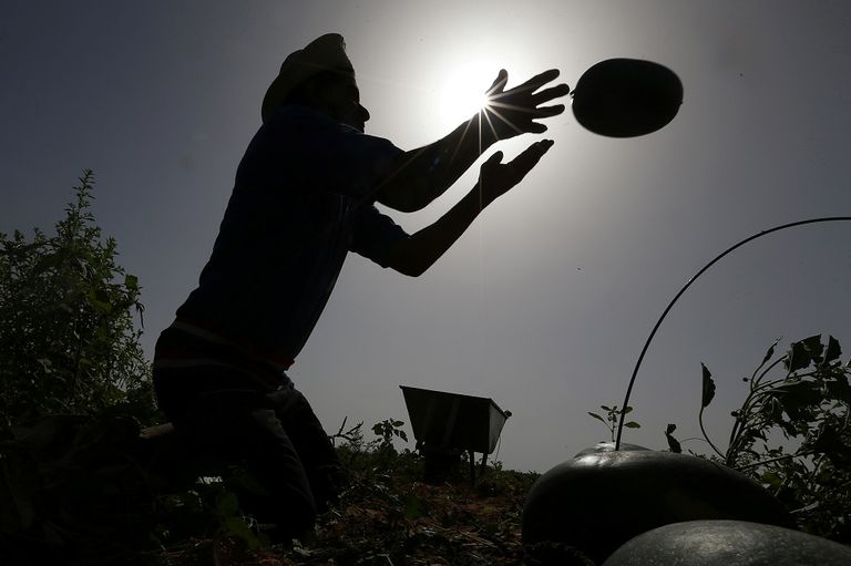 مزارع يحمل ثلاث ثمرات من البطيخ