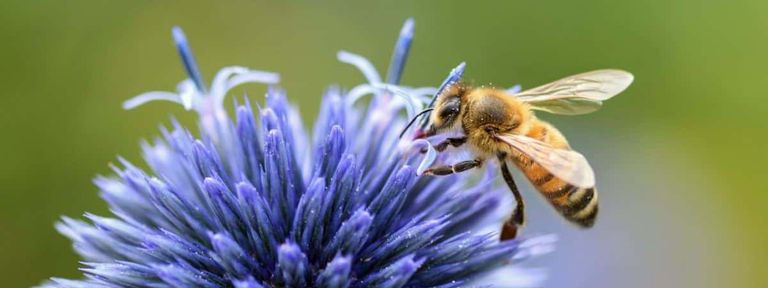 121-140647-bees-bubbles-pollinate-trees-japan-2.jpeg