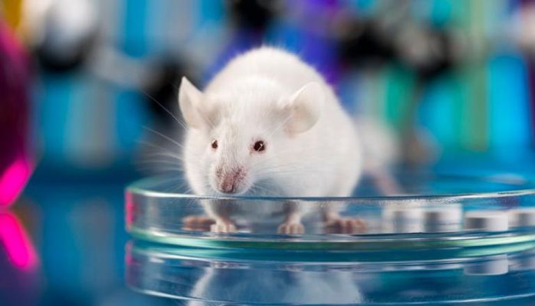 الباحثون أجروا تجارب على فئران معدلة جينيا