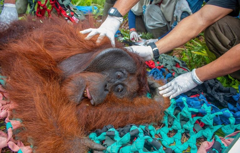 حديقة حيوان