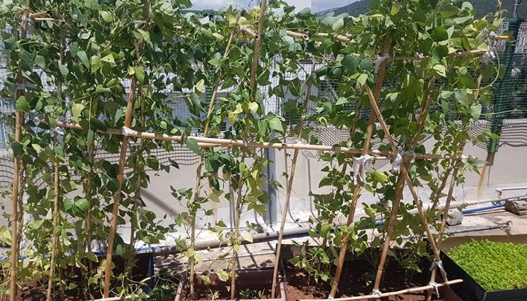 انتشار الزراعة في الشرفات بلبنان