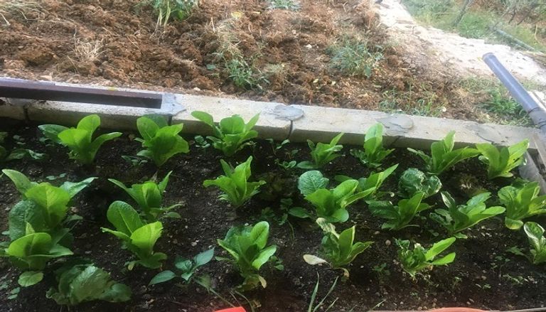 انتشار الزراعة في الشرفات بلبنان