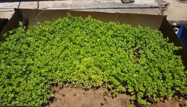 انتشار الزراعة في الشرفات بلبنان