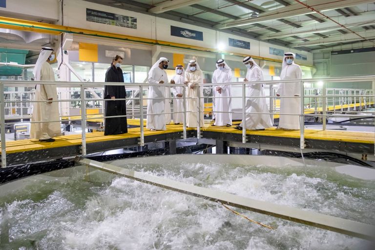 الشيخ محمد بن راشد آل مكتوم خلال زيارته لمزرعة