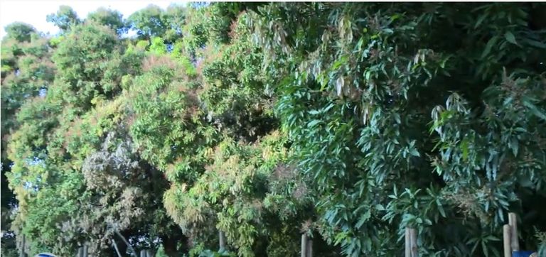 مسجد الفقيه أحمد بغرب إثيوبيا