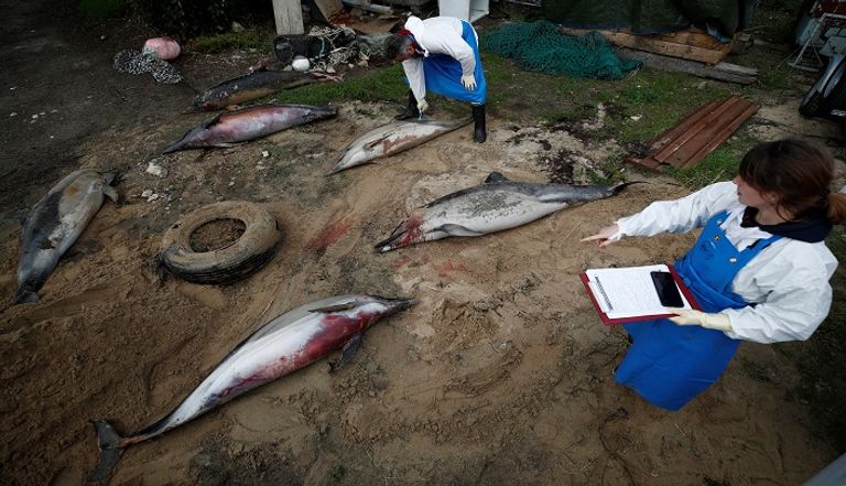 دلافين نافقة على سواحل فرنسا