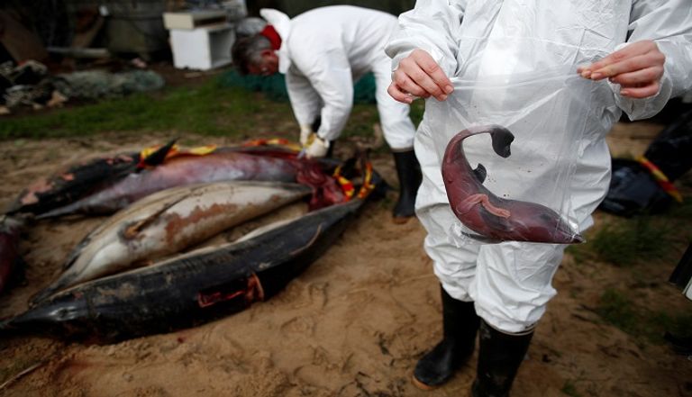 دلافين نافقة على سواحل فرنسا