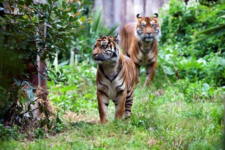 النمور في حديقة حيوان لندن ملاهي ماجيك ووتر كيوب المائية  الصينية أحد المزارات الممتعة للأطفال