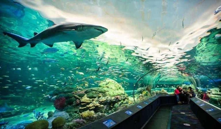 مدينة أكواريوم ريبلى البحرية - كندا ملاهي ماجيك ووتر كيوب المائية  الصينية أحد المزارات الممتعة للأطفال