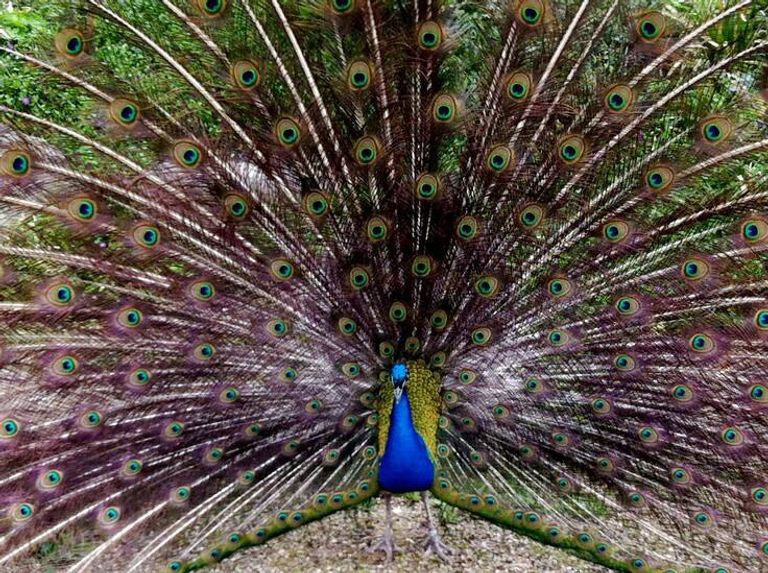 طاووس في حديقة أفيفوانا - هولندا ملاهي ماجيك ووتر كيوب المائية  الصينية أحد المزارات الممتعة للأطفال