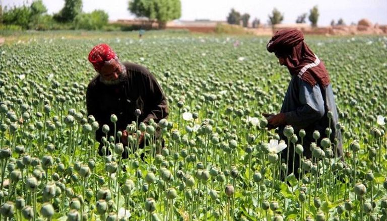 حقل لزراعة مخدر الأفيون في أفغانستان - أرشيفية
