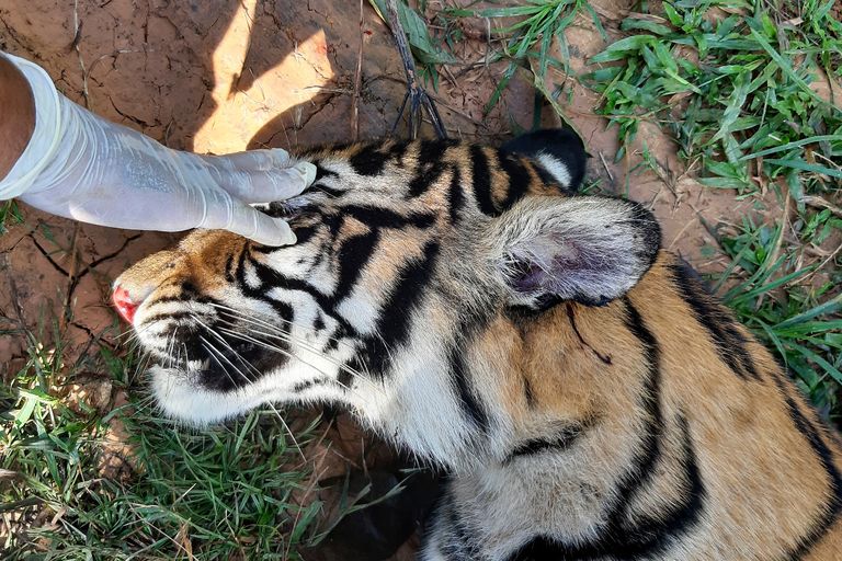 العثور على نمر سومطري نافق في إندونيسيا