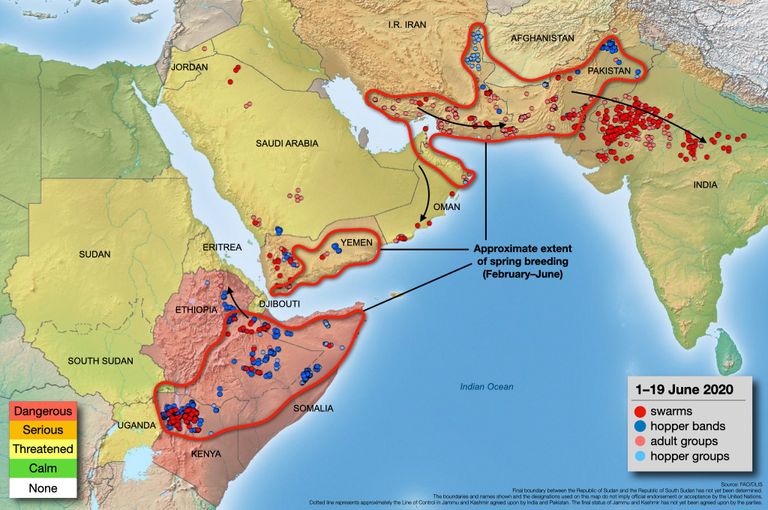 أكثر المناطق التي يهددها الجراد